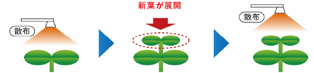 散布 → 新芽が展開 → 散布