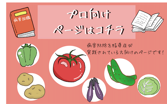 プロ向けコンテンツ
